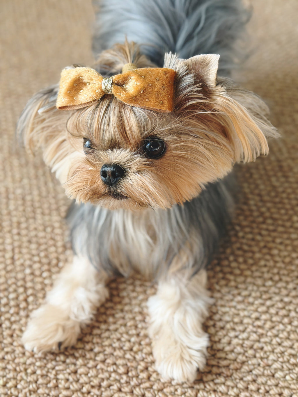 BALOVESYOU  Stardust Pet Hair Clips