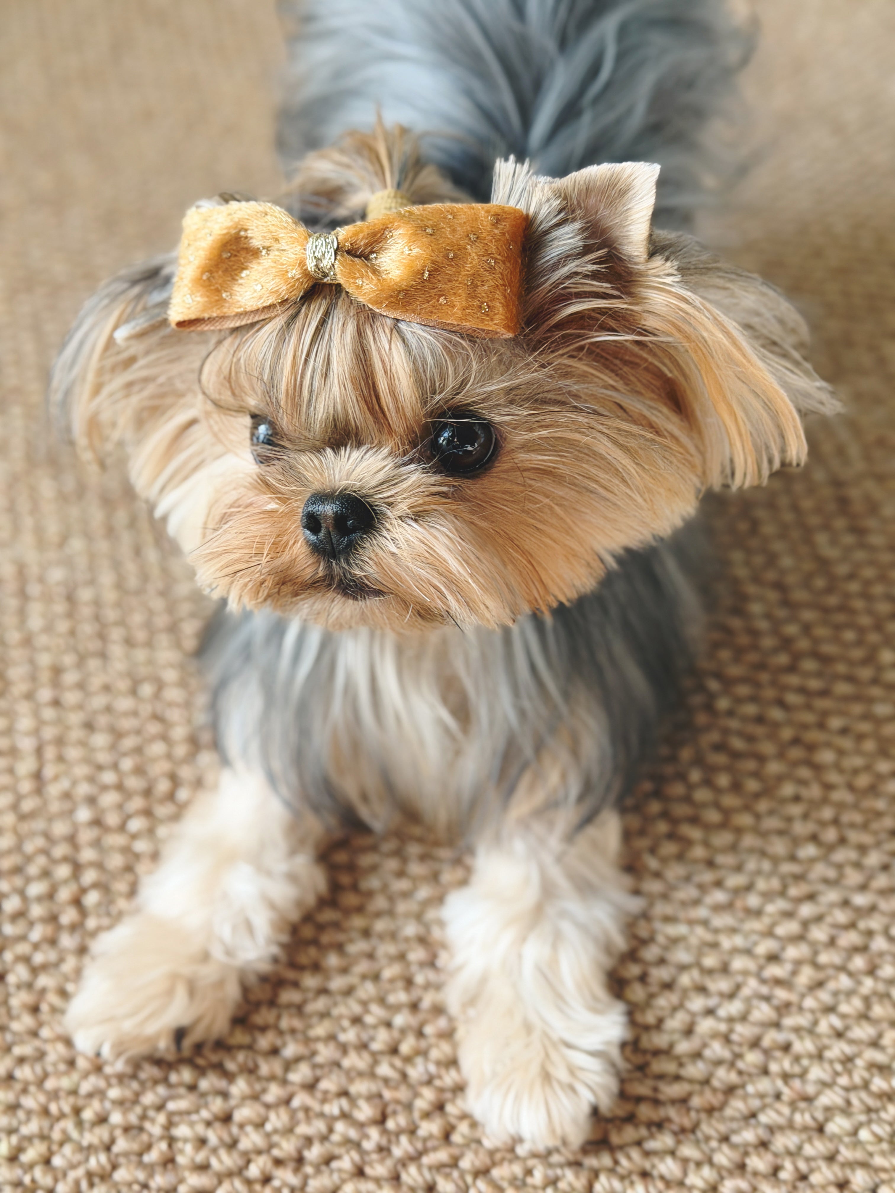 BALOVESYOU  Stardust Pet Hair Clips