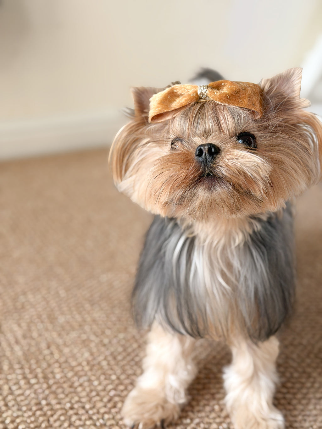 BALOVESYOU  Stardust Pet Hair Clips