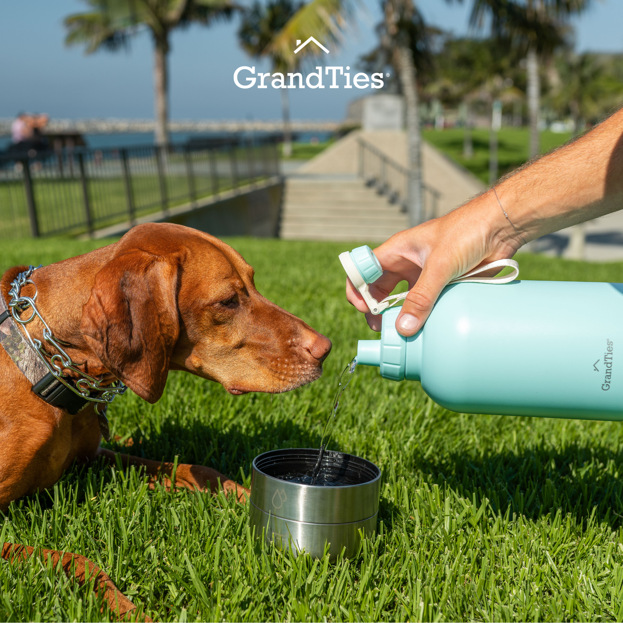 Insulated Dog Water Bottle with Bowls, Two Detachable Bowls for Dogs and Pets, Stainless Steel | 32oz/950ml