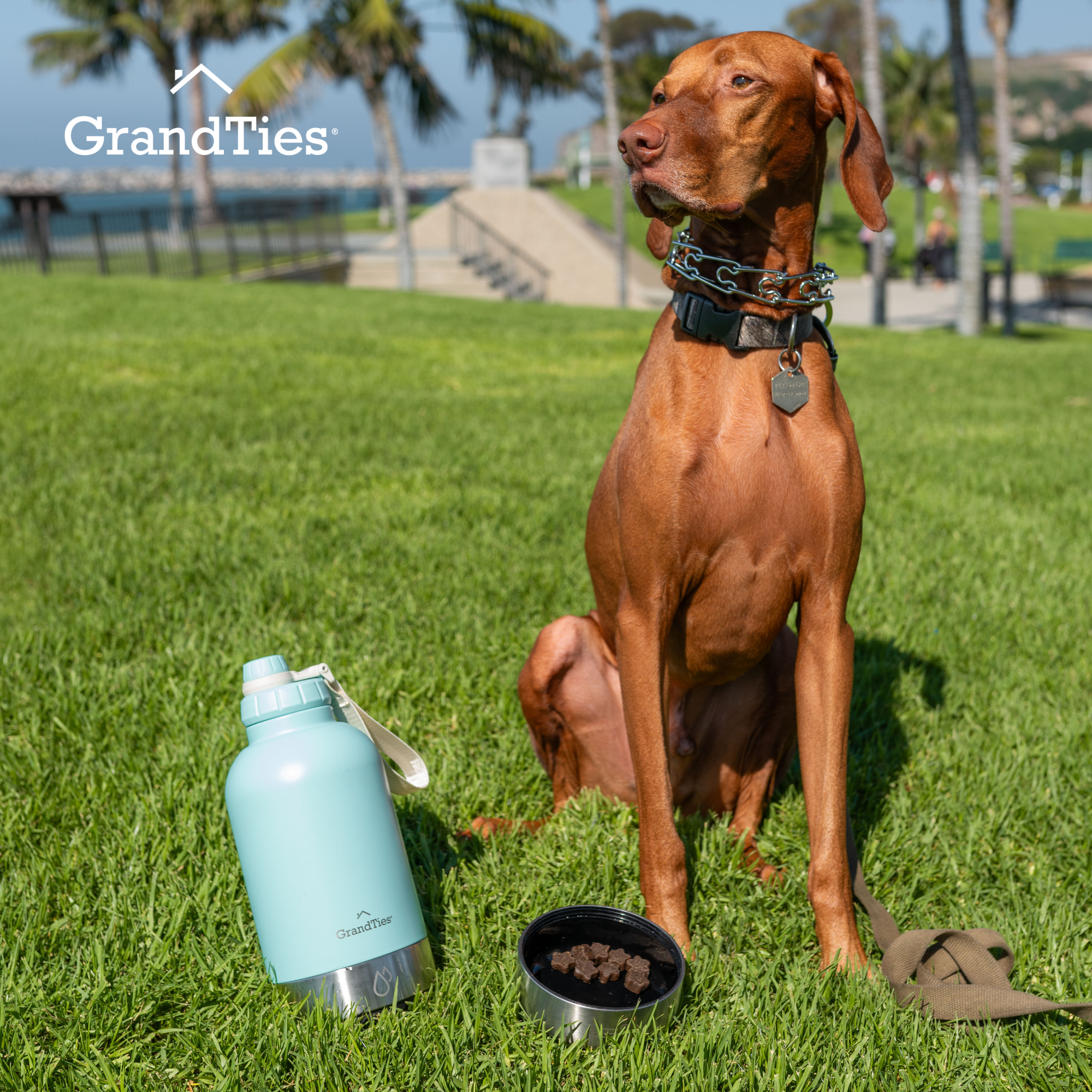 Insulated Dog Water Bottle with Bowls, Two Detachable Bowls for Dogs and Pets, Stainless Steel | 32oz/950ml