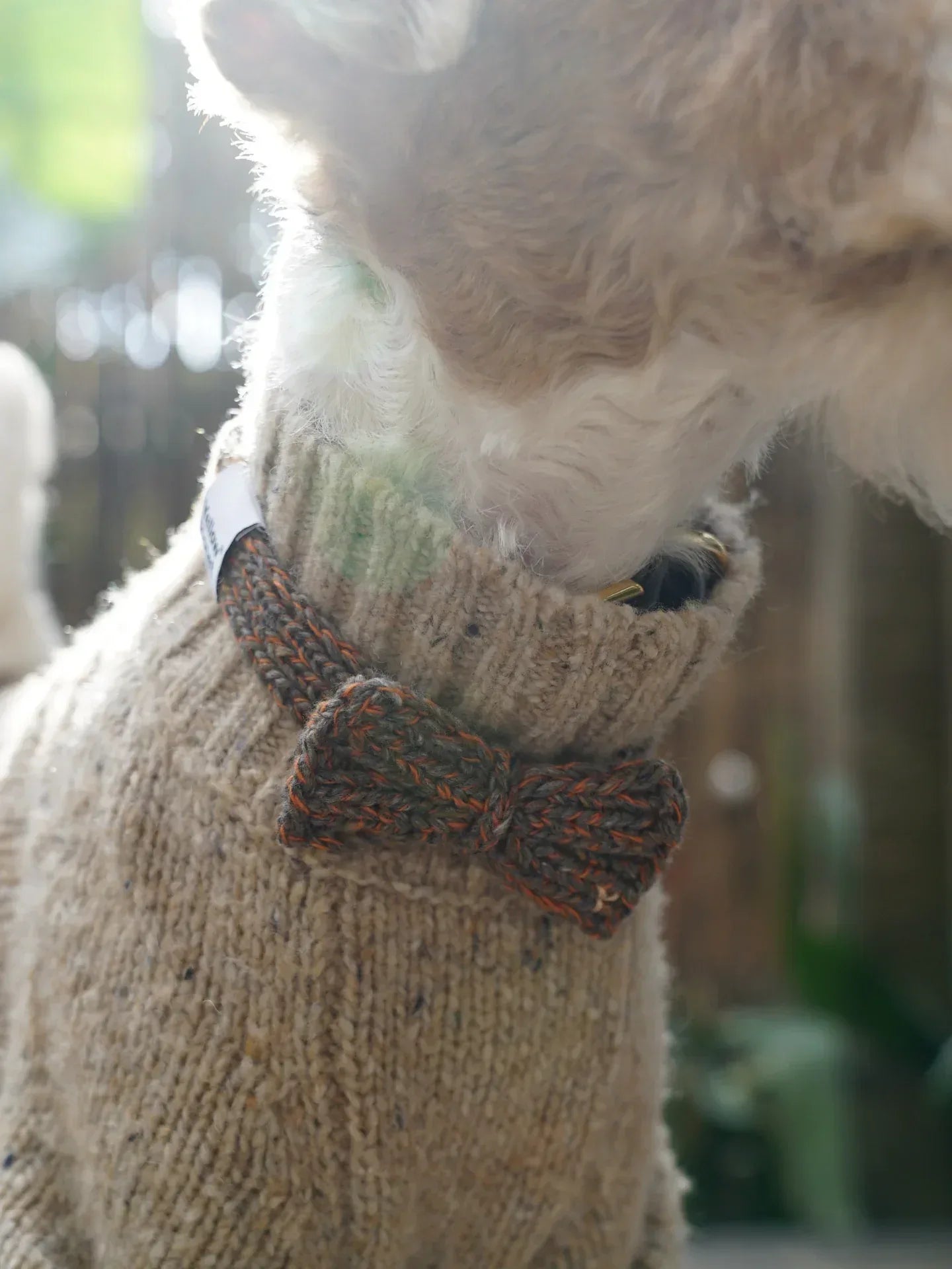 Funky Gentle Dog Series | Hand-Knitted Bow Tie in Alpaca & Wool Blend
